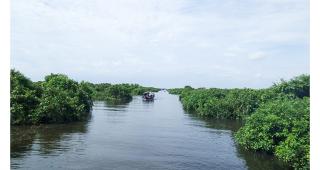 ដើមរាំងទឹកនៅជុំវិញបឹងទន្លេសាបប្រឈមនឹងការលួចកាប់យកទៅលក់ក្រៅប្រទេស