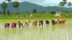 កសិករចាប់ផ្ដើមការងារបង្កបង្កើនផល ជាបណ្ដើរៗតែមានភូមិខ្លះកំពង់ខ្វះទឹក