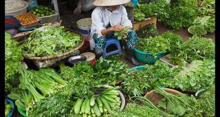 សហភាពអឺរ៉ុបព្រមានថា បន្លែពីវៀតណាម មានបាក់តេរីអាចបង្កគ្រោះថ្នាក់ដល់សុខភាព