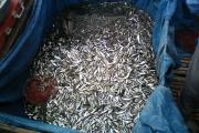 រូប​ភាព​បទល្មើសនេសាទ