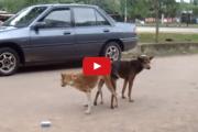 មើលវីដេអូ សត្វសណក វាទយគូទដាក់គ្នា