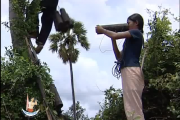 រឿង កាំបិតត្នោត
