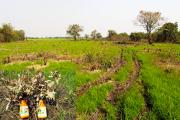 ដើមរាំងទឹកនិង​ដបថ្នាំ នៅ​តំ​បន់ព្រៃលិច​ទឹក ដែល​ពលរដ្ឋរាយការណ៍ថា លោកមេឃុំ ខាំលឿ ជាអ្នកកាប់បំផ្លាញ