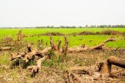 ដើមរាំងទឹកនៅ​តំ​បន់ព្រៃលិច​ទឹក ដែល​ពលរដ្ឋរាយការណ៍ថា លោកមេឃុំ ខាំលឿ ជាអ្នកកាប់បំផ្លាញ